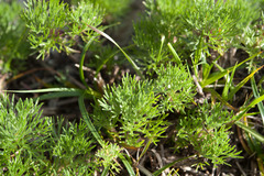 Artemisia oligocarpa