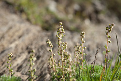 Artemisia oligocarpa