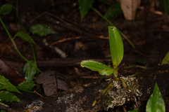 Pomatocalpa macphersonii