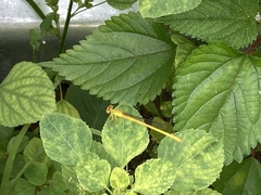 Ceriagrion coromandelianum
