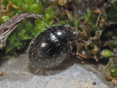 Simplocaria semistriata