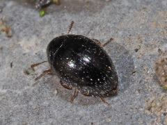 Simplocaria semistriata