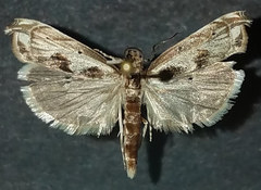 Prionapteryx achatina