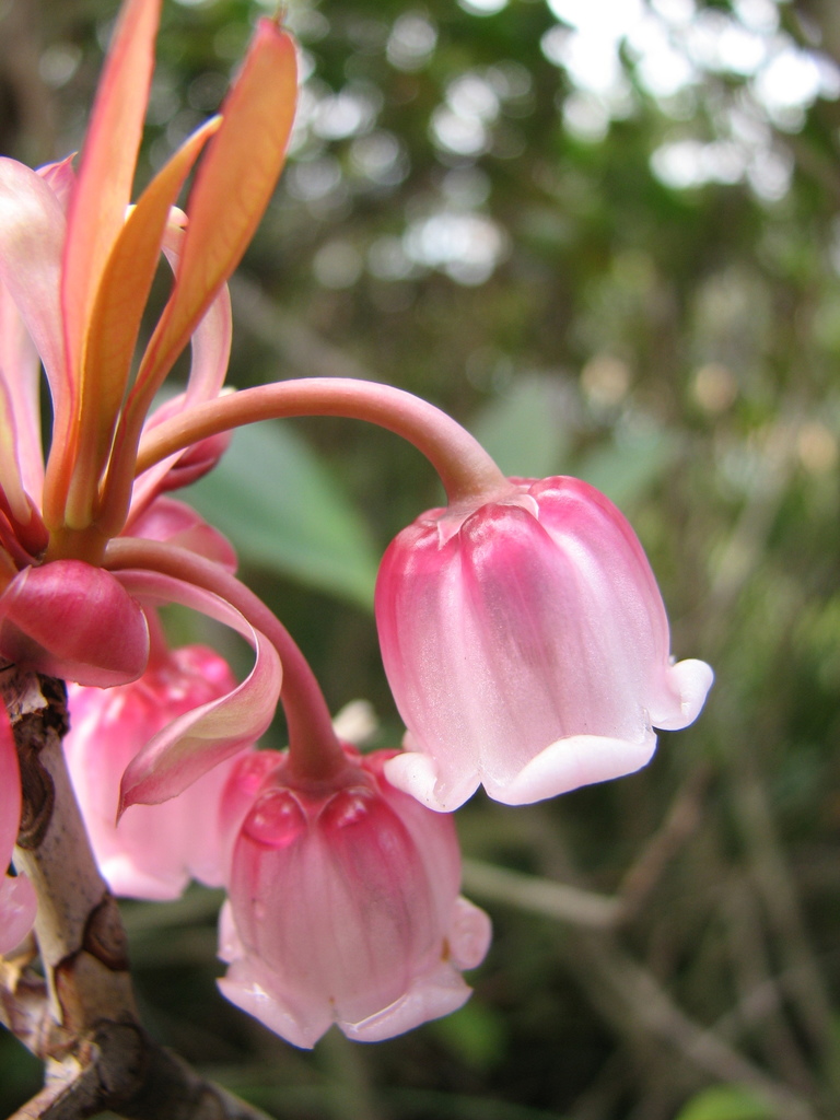 Enkianthus quinqueflorus (Enkianthus quinqueflorus)