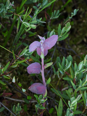 Exobasidium karstenii