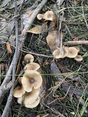 Singerocybe