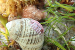 Boreochiton ruber