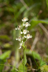 Platanthera brevicalcarata