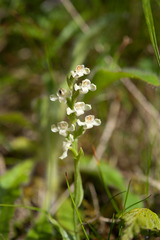 Platanthera brevicalcarata