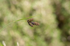 Carex atrata