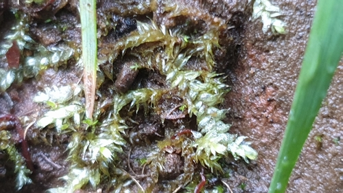 Image of Rhynchostegium tenuifolium by (c) Andrew Thornhill, some rights reserved (CC BY)