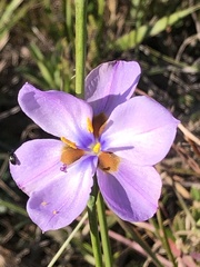Aristea teretifolia
