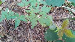 Geranium robertianum