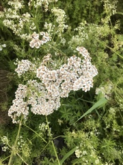 Achillea millefolium