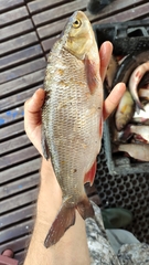 Leuciscus idus