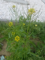 Sisymbrium irio