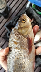 Leuciscus idus