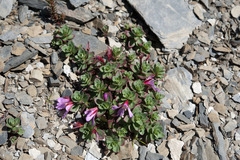 Epilobium nankotaizanense