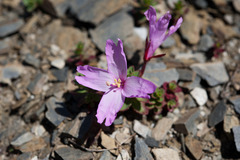 Epilobium nankotaizanense