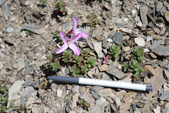 Epilobium nankotaizanense