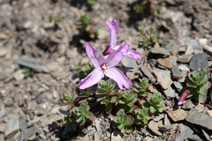 Epilobium nankotaizanense