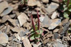 Epilobium nankotaizanense