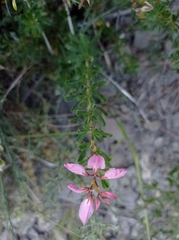 Ononis fruticosa