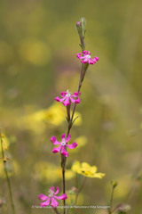 Silene scabriflora