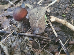 Hygrocybe