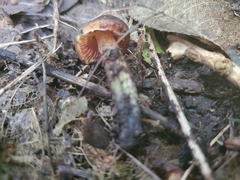 Hygrocybe