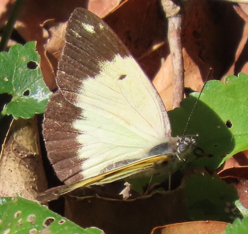 African Caper