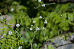 Cerastium subpilosum