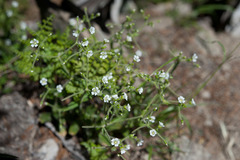 Cerastium subpilosum