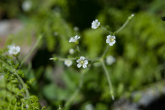 Cerastium subpilosum