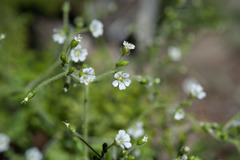 Cerastium subpilosum