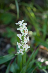 Platanthera brevicalcarata