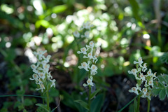 Platanthera brevicalcarata
