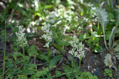 Platanthera brevicalcarata