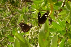 Euploea lewinii