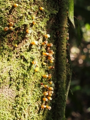 Apodanthes caseariae
