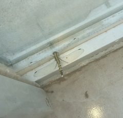 Orthetrum albistylum