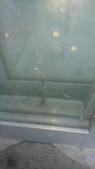 Orthetrum albistylum