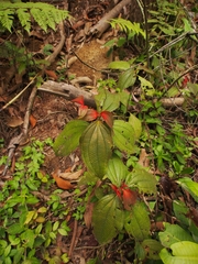 Miconia nervosa