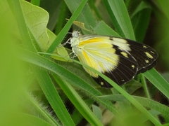 Belenois creona creona