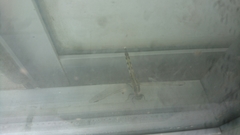 Orthetrum albistylum