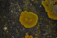 Xanthoria calcicola