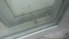 Orthetrum albistylum