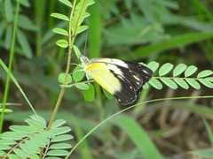 Belenois creona creona