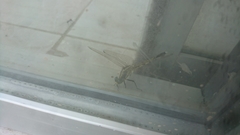 Orthetrum albistylum