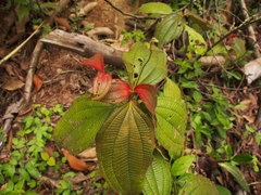 Miconia nervosa